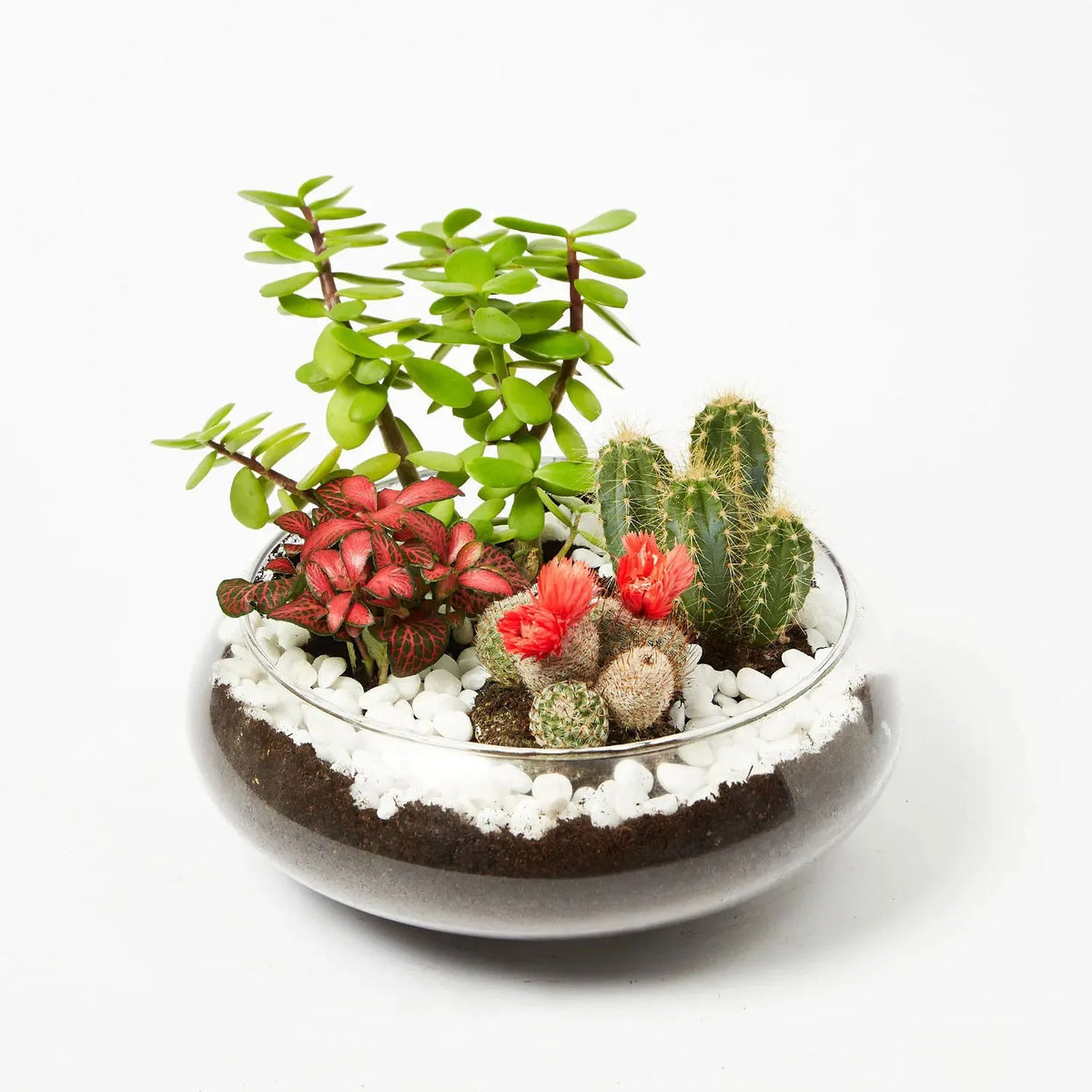 Jade With Fittonia & Cactus Plant In Small Fish Bowl