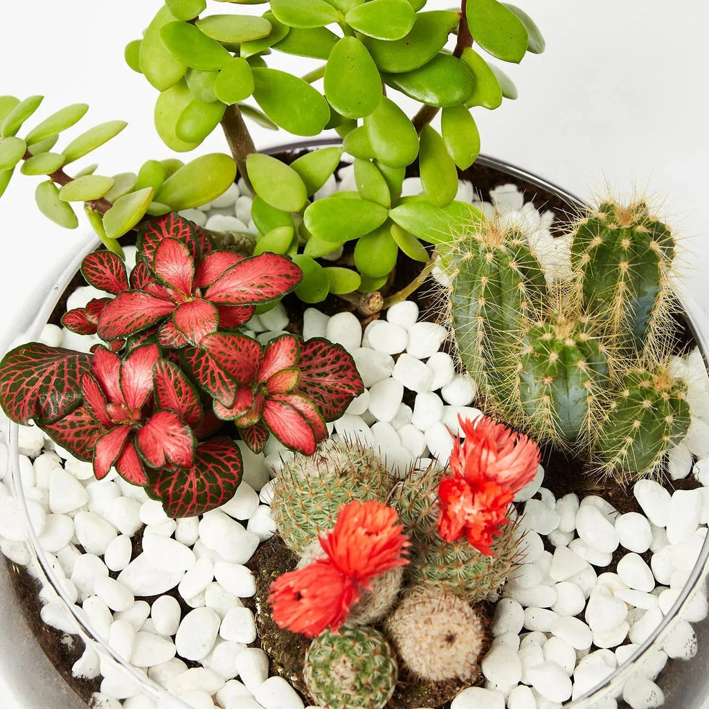 Jade With Fittonia & Cactus Plant In Small Fish Bowl