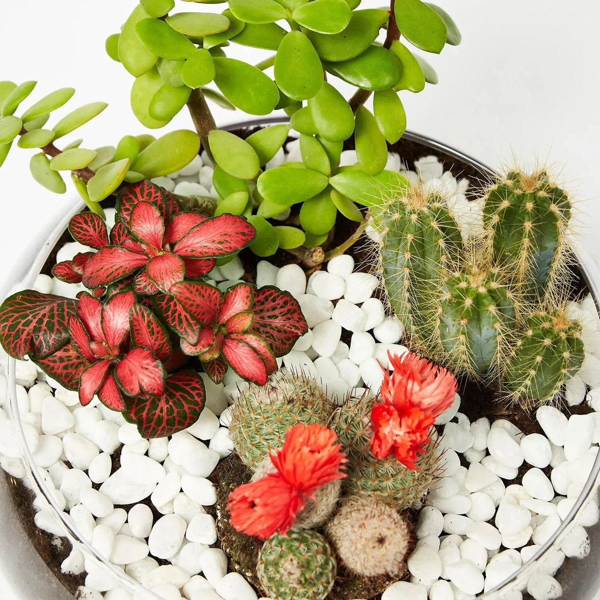 Jade With Fittonia & Cactus Plant In Small Fish Bowl